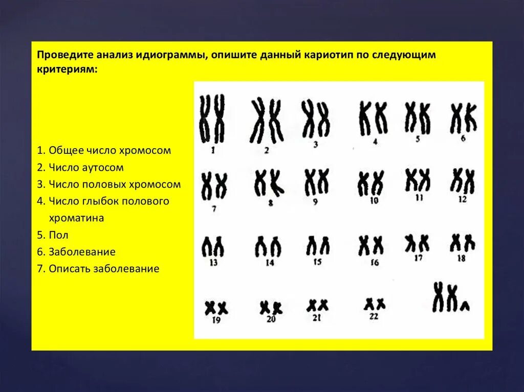 Идиограмма кариотипа. Анализ идиограммы хромосом человека. Кариограмма хромосом. Идиограмма кариотипа человека.