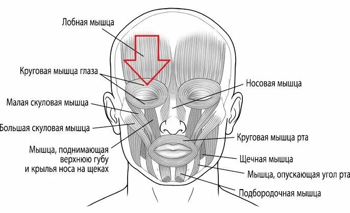 Как расслабить мышцы рта. Лобная мышца. лобная мышца анатомия. мышцы лица затылочно-лобная.