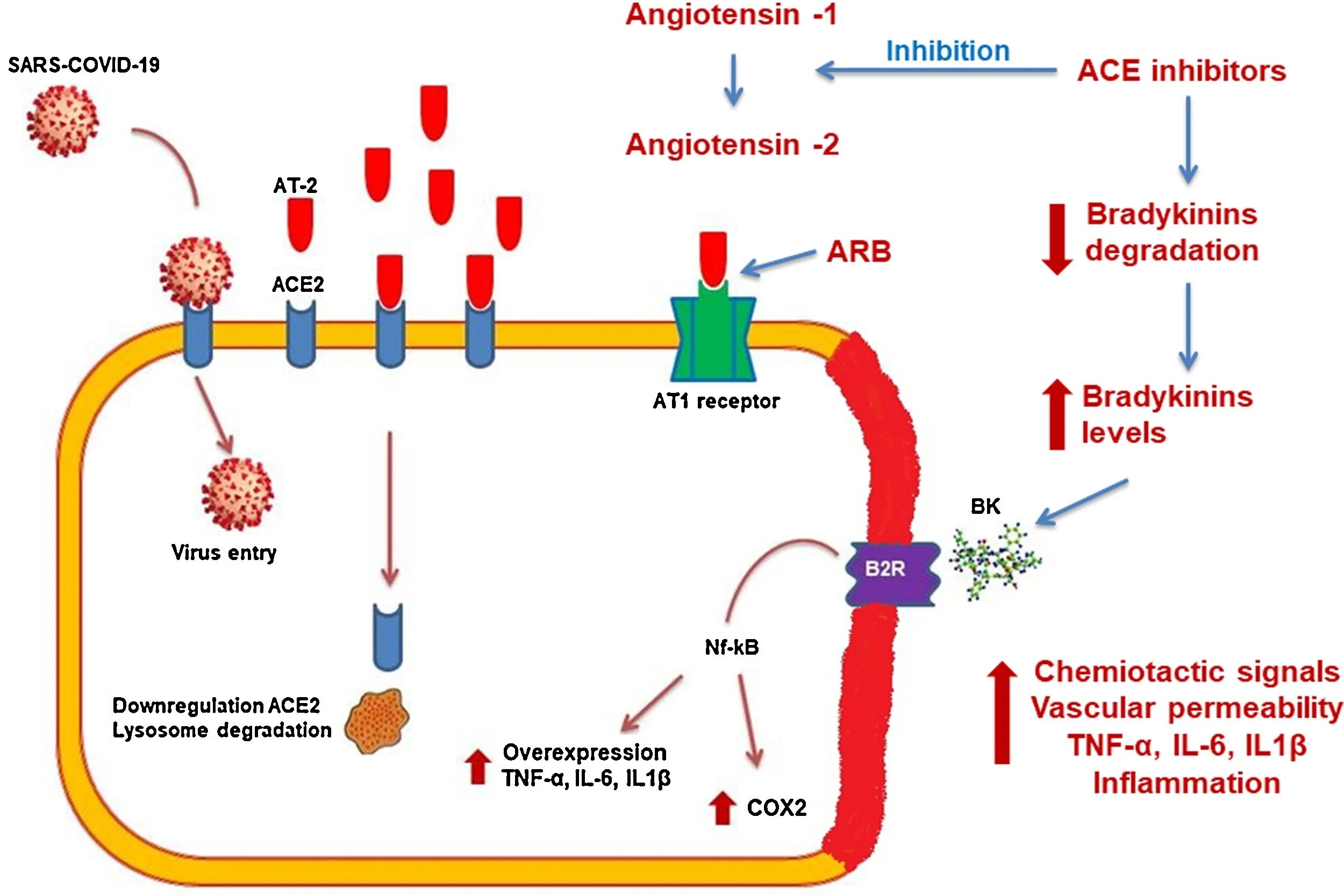 Ace inhibitors. Angiotensin receptor. Опухоль секретирующая ангиотензин II. Renin angiotensin Aldosterone System.