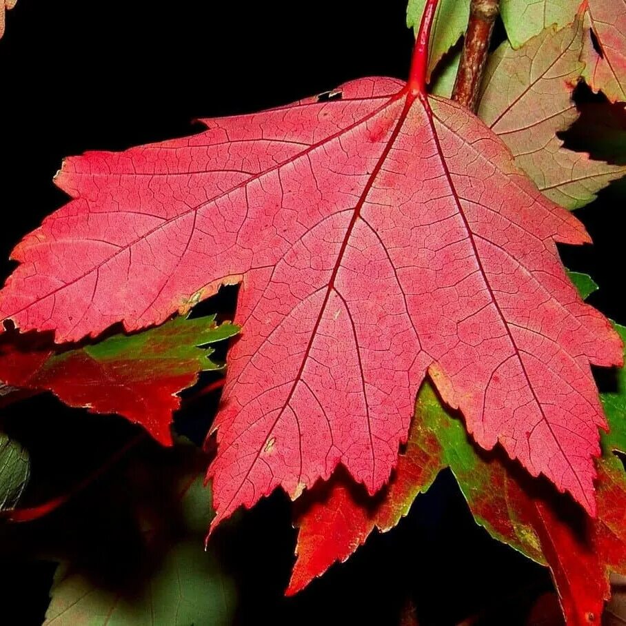 Acer rubrum клен. Клен красный сомерсет. Клен красный acer rubrum. Acer rubrum (клён красный) 'scanlon'. Acer rubrum 'october glory'.