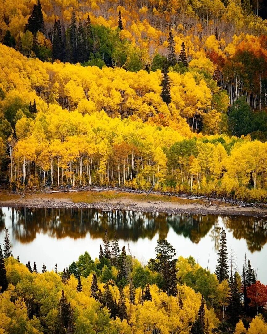Из окна золотая осень и тучи в москве. Золотой мир осени. Золотой мир осени. Обои на рабочий стол осень природа. Золотой олень.