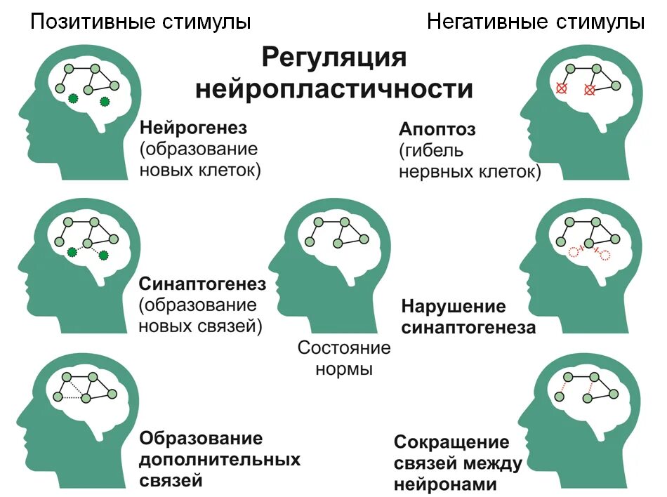 Занятия для развития мозга. Нейропластичность мозга. Нейропластичность мозга упражнения. Занятия при депрессии.