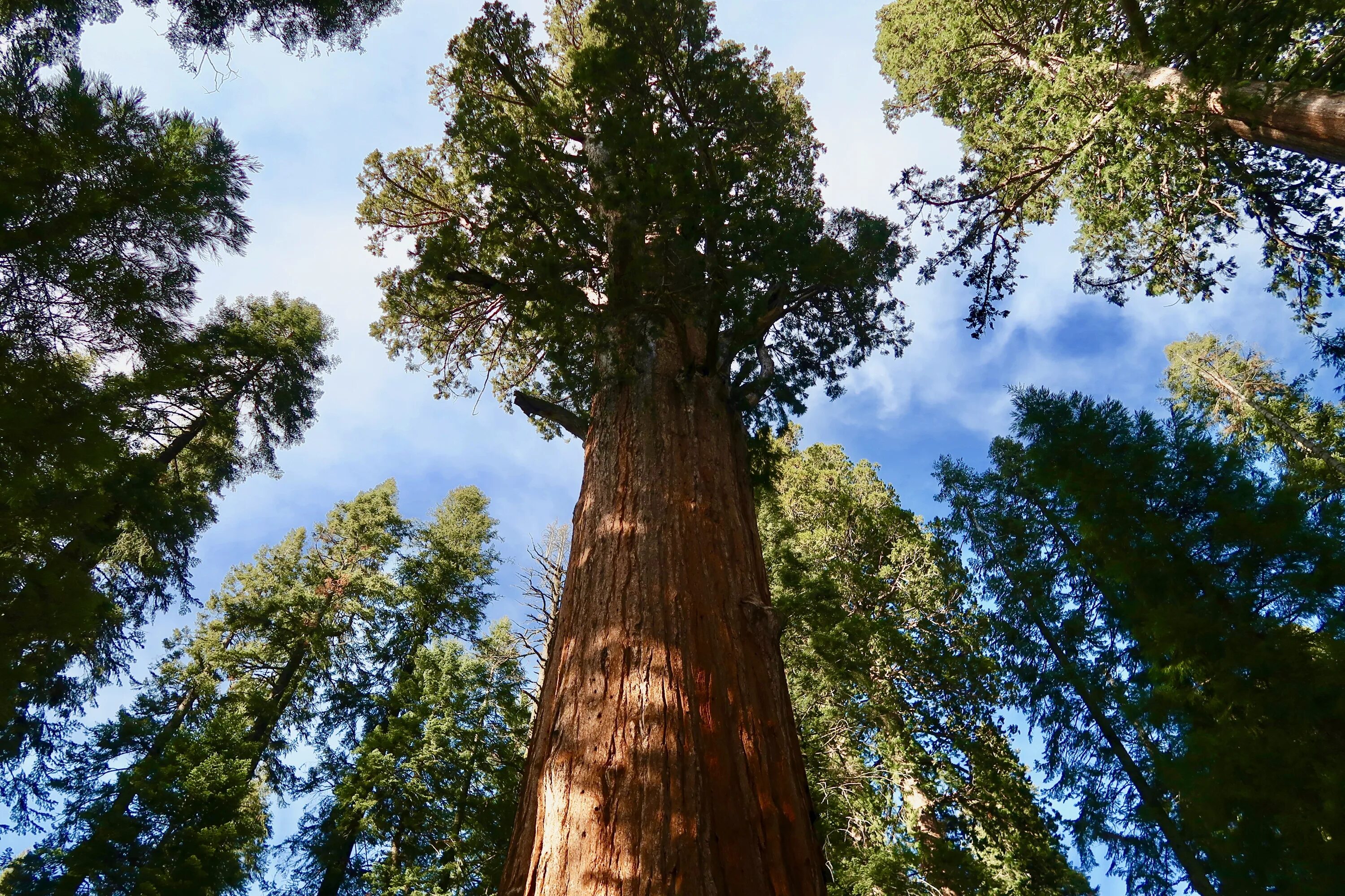 Самое высокое дерево северной америки природные зоны. Секвойя дерево. Секвойя Северной Америки. Секвойя парк. Парк Секвойя Калифорния.