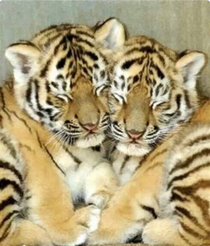 Twin tiger отзывы. Схема пылесоса thomas twin panther. Оранжевый пылесос thomas twin. Twin tiger отзывы. Twin tiger отзывы.