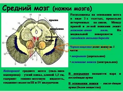 Ножки мозга