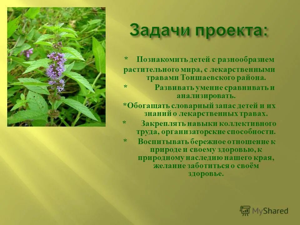 Задачи растения. Проект лекарственные травы. Проект лекарственные растения. Лекарственные растения для детей. Лекарственные растения слайд.