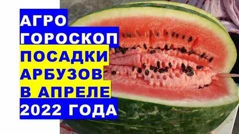 Арбузы благоприятные дни