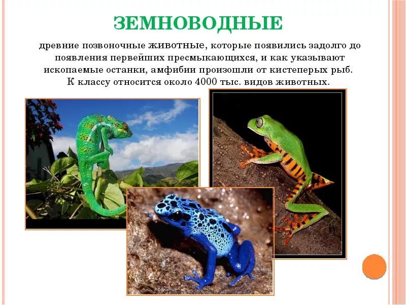 Амфибии являются животными. Позвоночные земноводные. земноводные позвоночные животные. животные класса земноводных. амфибии презентация.