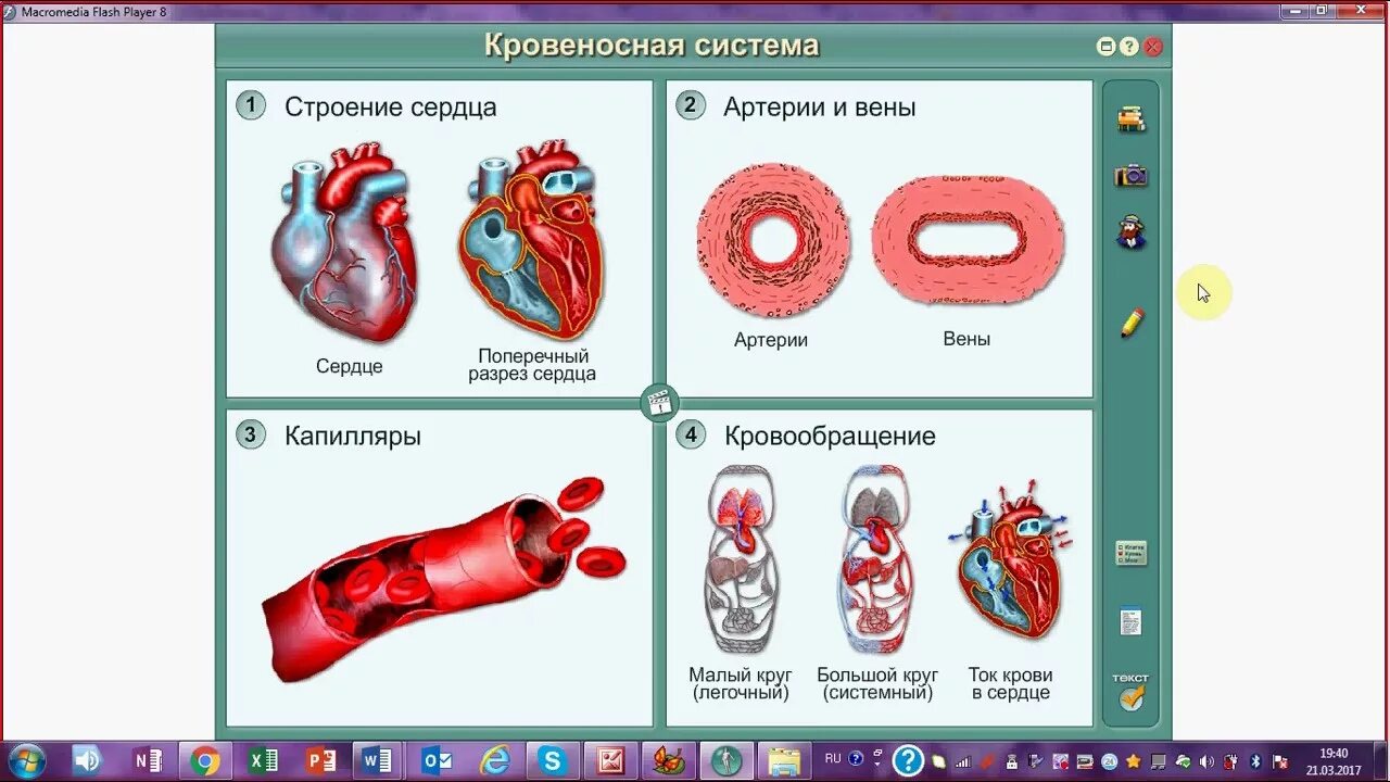 Строение сердца ОГЭ биология. Сердце человека ЕГЭ. Строение сердца человека ОГЭ биология. Сердце для ЕГЭ по биологии. Функции огэ биология