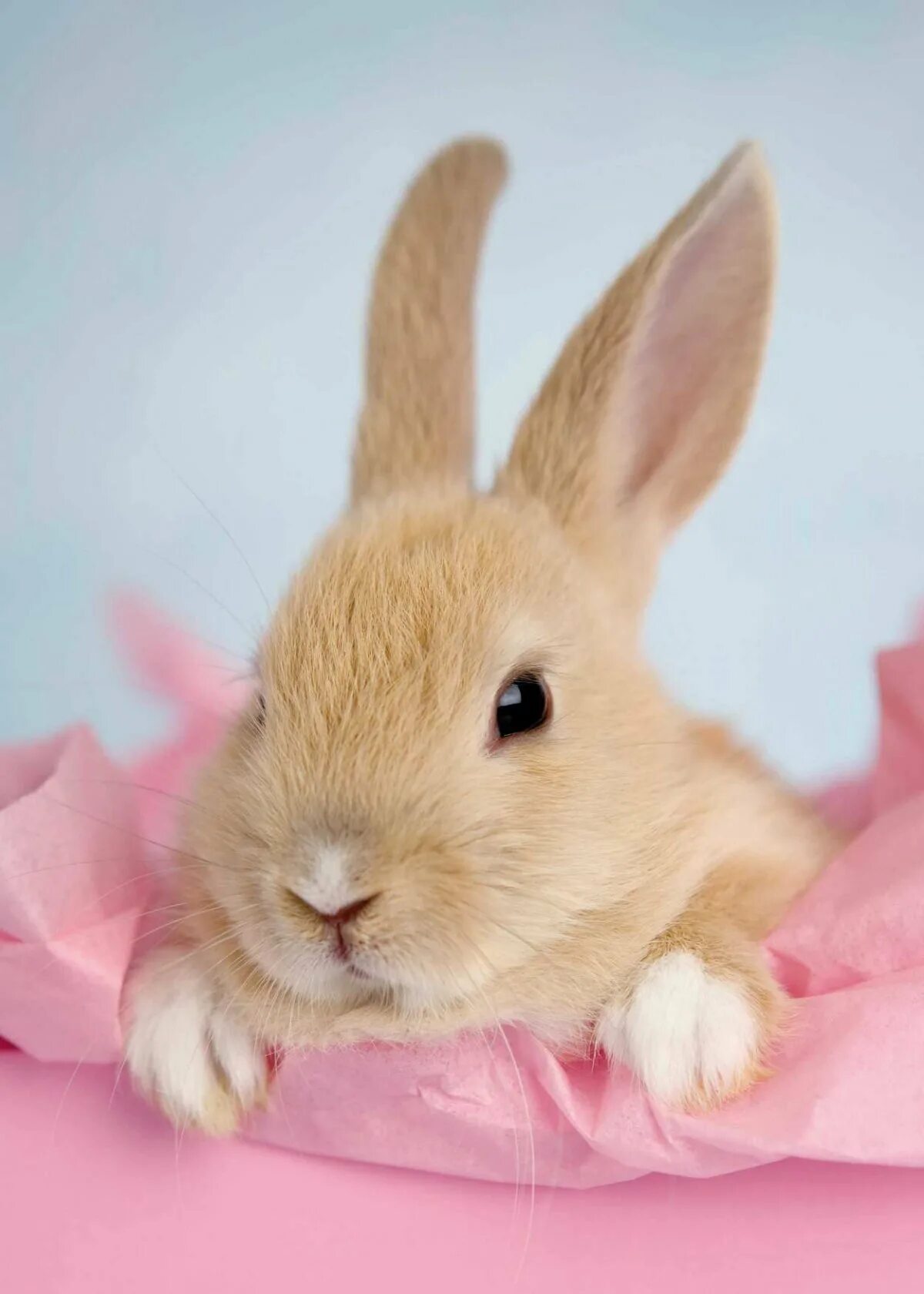 Зайчик на андроид 4 на русском. Зайчики. Зайчик на андроид 4 на русском. Заяц белый. Кролик питер фильм.