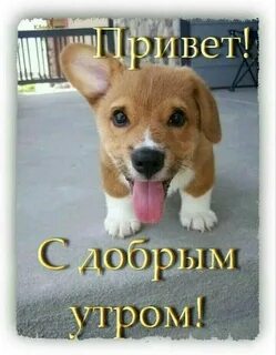 Пожелания с добрым утром собак
