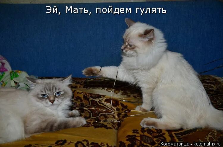 мсма можно пойти гулять. мама отпусти гулять. мама можно пойти погулять. дети с соседнего двора. мама можно погулять.