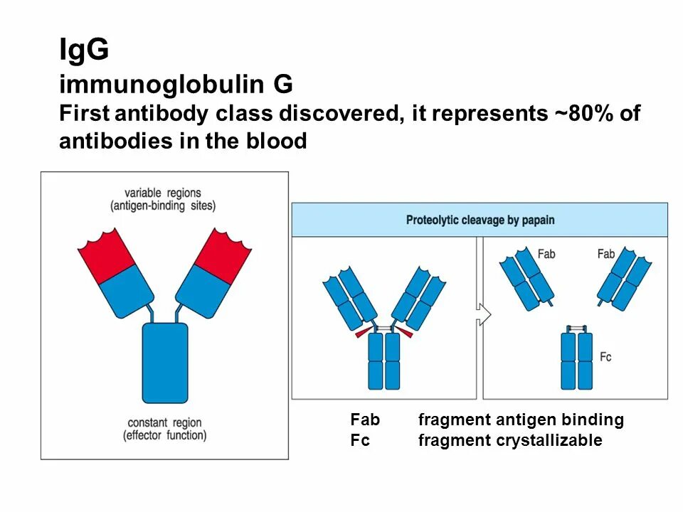 Иммуноглобулин g igg. Fab-фрагмент антитела. Антиген Фаб фрагмент. Classes of Immunoglobulins. Папаин иммуноглобулин.