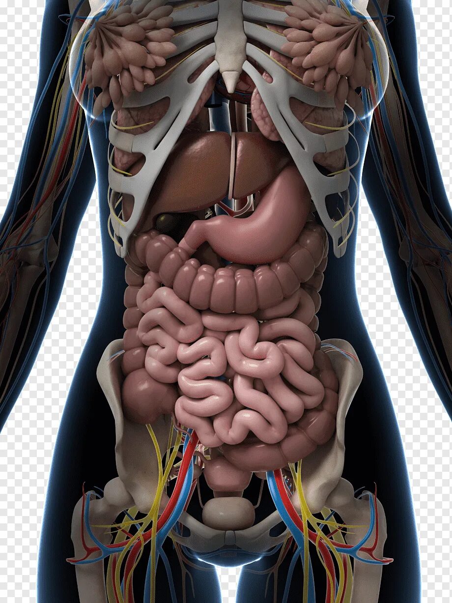 Human organs. Внутренние органы. Анатомия органов. Расположение органов.