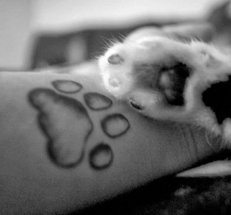 Лапка значения. Тату кошачьи лапки. тату лапа кота. кошачья лапка. татуировка кошачья лапка.