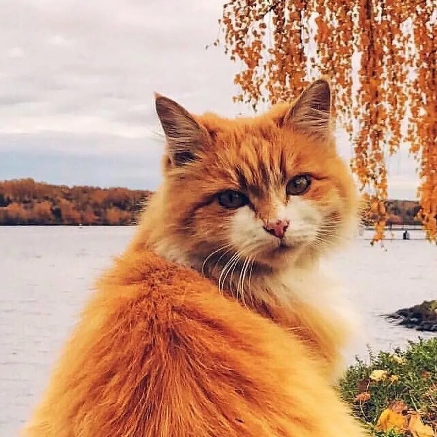 Осень а в душе весна. Мальчик радость осень. Здравствуй октябрь. Конкурс фотографий ах эта осень. Подумаешь октябрь.