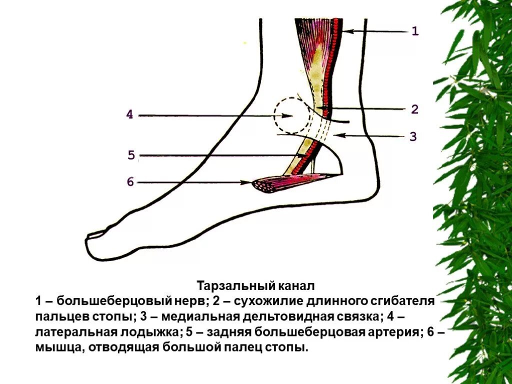 Большеберцовый нерв анатомия. Тарзального нерва синдром тарзального. Тарзальный канал большеберцового нерва. Тарзальный синдром голеностопного сустава. Большеберцовая нейропатия