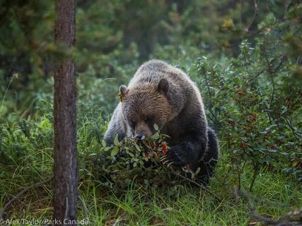 L l bear