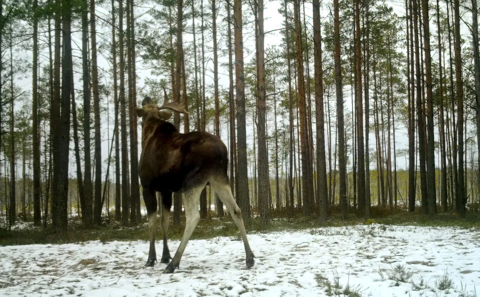 Ленинградским лосям. Лось. Лось ЛЕНОБЛАСТЬ. Лось фото. Рога лося.