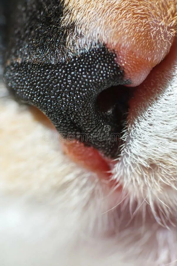 Мокрый нос у кота. Кошачий нос под микроскопом.