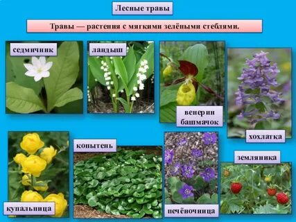Какие растения в природе твоего региона