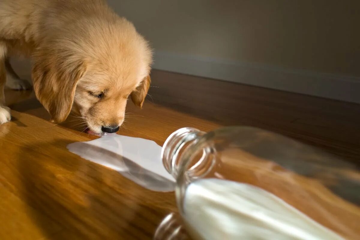 Щенки пьют молоко. Собака пьет молоко. Собачка лакает молоко. Молоко для щенков.