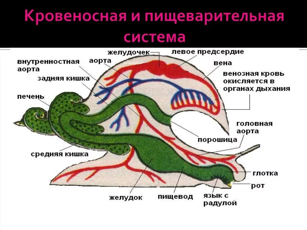 Строение пищеварительной системы брюхоногих моллюсков. Схема кровеносной системы брюхоногих моллюсков. Класс брюхоногие кровеносная система. Строение кровеносной системы брюхоногих моллюсков. Моллюски имеют сердце