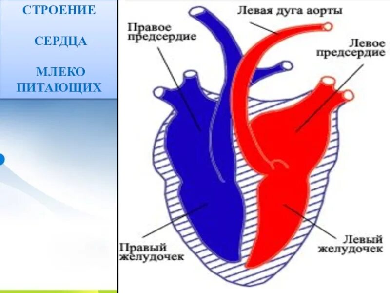 Схема сердца млекопитающих. Строение сердца млекопитающих. Внутреннее строение сердца млекопитающих. Структура сердца млекопитающих. Сердце птиц состоит из камер