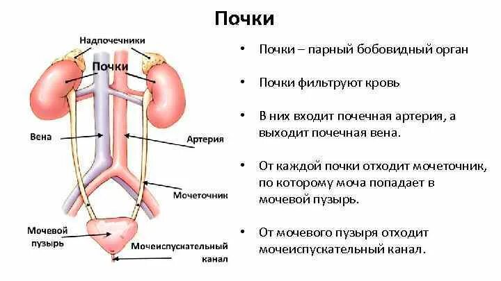 Мочеточник соединяет почку с. Выделительная система строение почки 8 класс. Таблица орган строение и функции почки мочеточник. Схема строения мочеточника. Функция мочеточника почки.