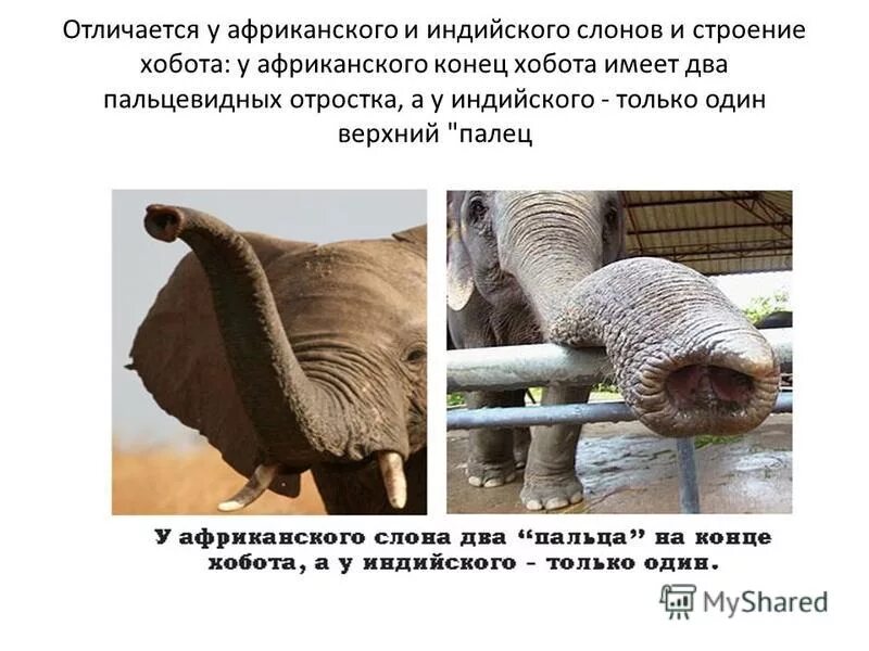 Хобот слона строение. Строение хобота слона. хобот у слонов строение. уши африканского слона и индийского слона. уши африканского слона.