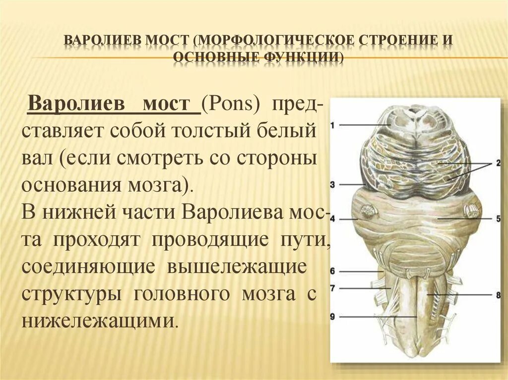 Мост структуры мозга. Строение мозга варолиев мост. Варолиев мост анатомия. Варолиев мост строение. Функции варолиева моста.