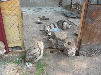 Я боюсь вороны совы и хорьков