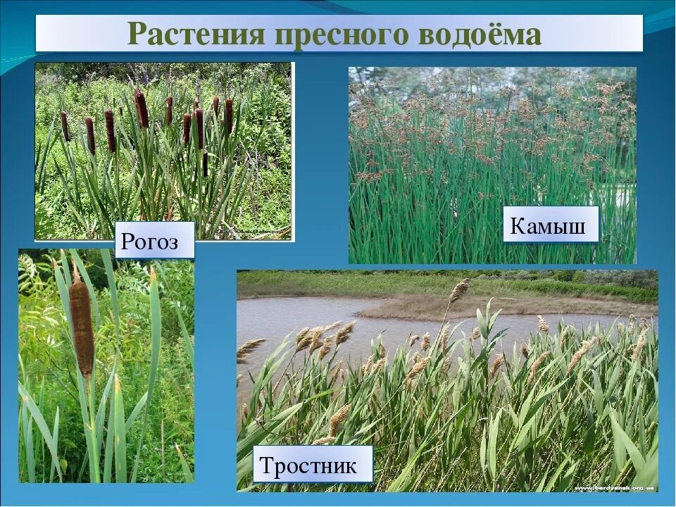 Растительность пресных водоемов. Растения пресных вод. Растения растущие в пресной воде. Растительный мир пресных водоемов. Каких животных пресных водоемов