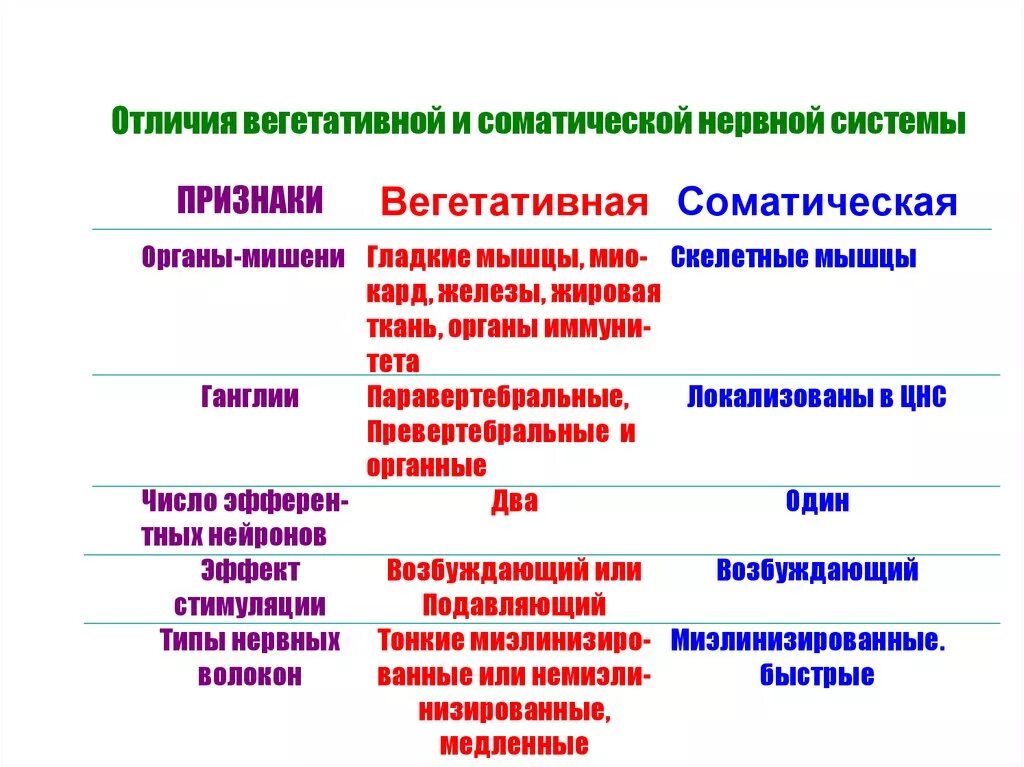 Нервная регуляция вегетативной системы функции. Регуляцией функции и отделом нервной системы. Соматический и вегетативный отделы нервной системы. Центры соматической и вегетативной нервной системы. Соматическая нервная система и вегетативная нервная система отделы.