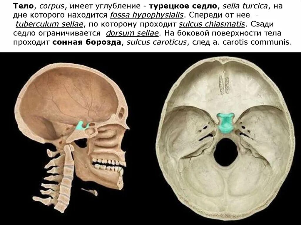 Турецкие седло кость. Турецкое седло клиновидной кости. Турецкое седло, Sella Turcica. Кость черепа турецкое седло. Клиновидная кость черепа турецкое седло.