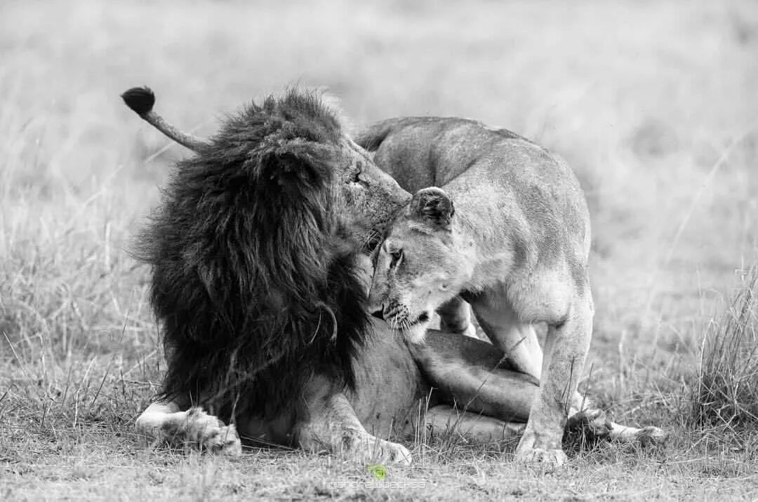 Как понять что мужчина лев влюблен. Львы любовь. Мужчина лев. Лев и львица. Как понять отношение льва.