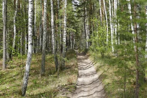 Буду лесу другом