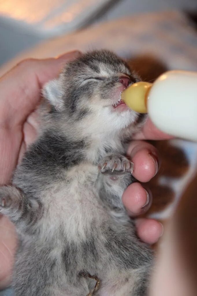 Можно ли котятам детскую смесь