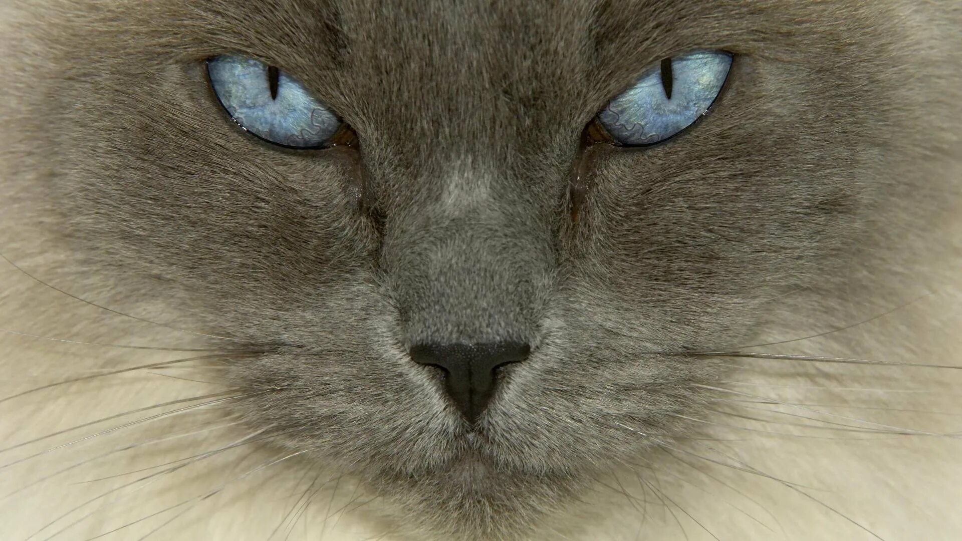 Котики с серыми глазами. Картезианская кошка голубая. Кошки с глупыми глазами. Бирманская голубоглазая кошка. Серый кот с голубыми глазами.