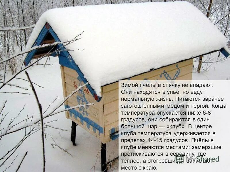 где пчелы зимой. зимовка пчел. температура зимовки пчел. пасека зимой. где зимуют пчелы.