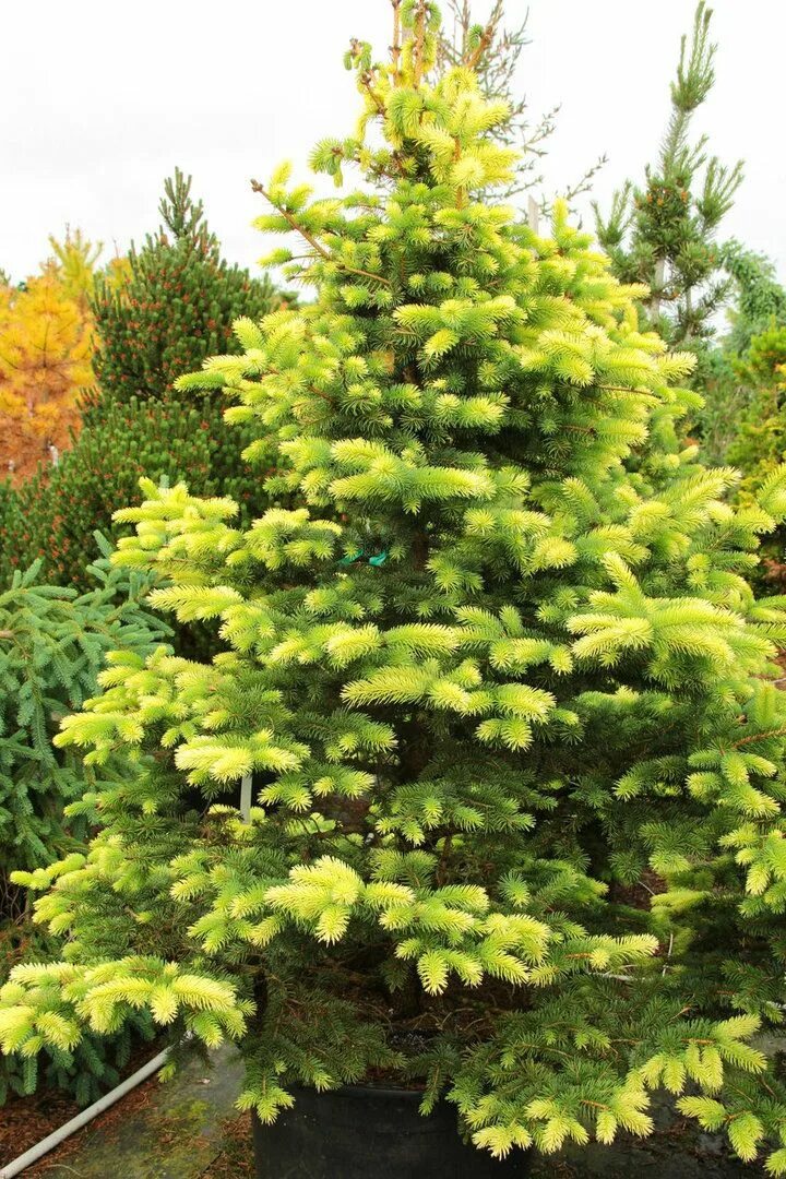 Picea aurea