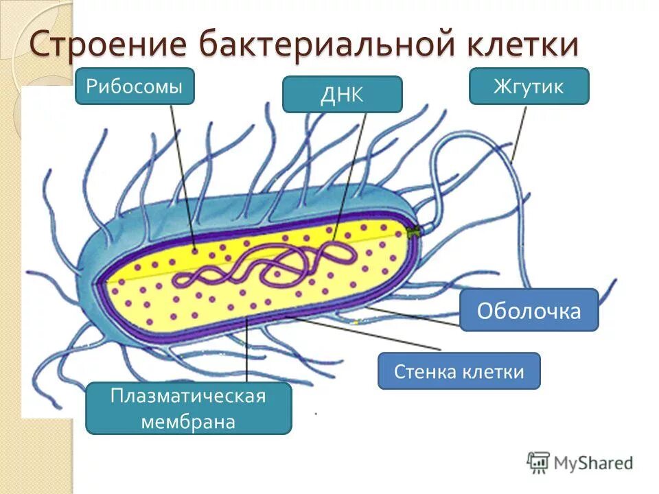 строение бактериальной клетки микробиология. нарисовать схему строения бактериальной клетки. строение клетки бактерии рисунок. строение органоидов бактериальной клетки микробиология. строение бактерии микробиология.