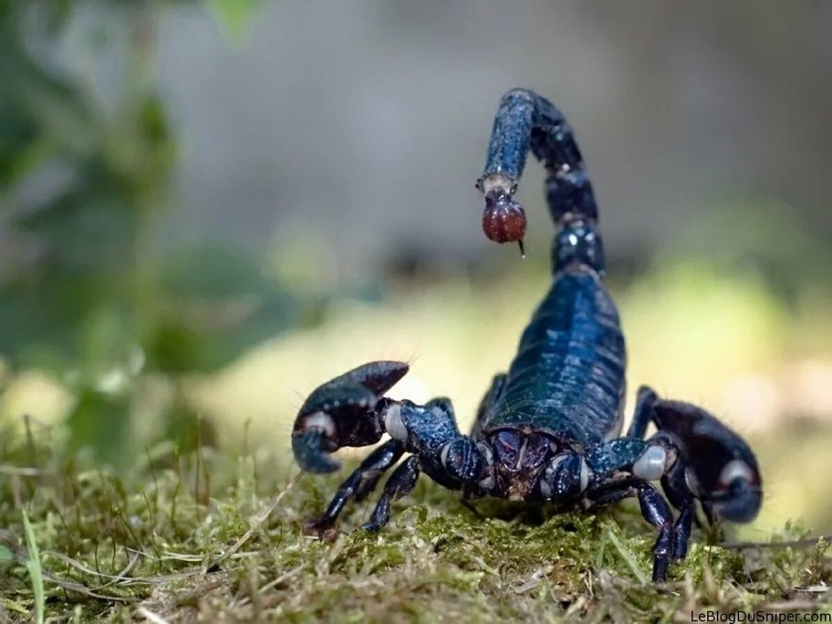 Animals scorpions. Голубой Императорский Скорпион. Скорпион пандинус Император. Скорпион Microtityus Minimus. Скорпион Лейрус.