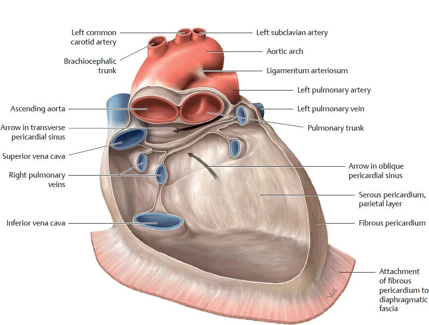 Cordis латынь. Перикард анатомия. Строение перикарда сердца. Синусы перикарда. Поперечная пазуха перикарда (Sinus transversus pericardii).