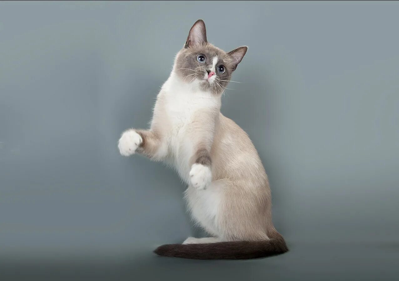 Сиамский кот сноу шу. Котенок шу. Котенок шу. Котенок шу. Котенок шу.