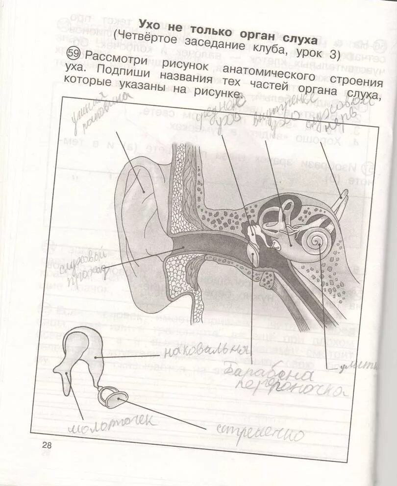 Запиши ответы на рисунке цифрами обозначены