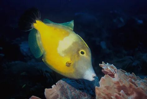 Top fish