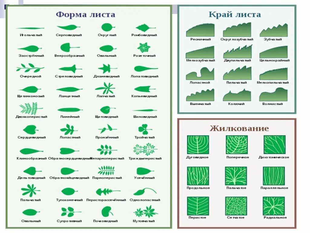 Край пластинки листа. Форма листовой пластинки растения. Классификация листьев по форме листовой пластинки. Листья форма края листовой пластинки. Типы листовых пластинок.