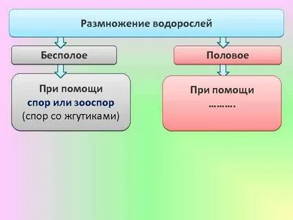 Виды бесполого размножения водорослей