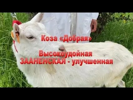 Добрая коза ул ленина 8